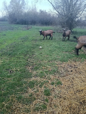 vind tap alpina  - imagine 3