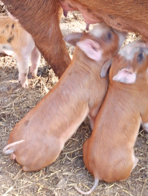 Purcei 7 săptămâni deparazitați și castrati