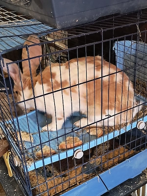 iepuri mascul femela - imagine 2