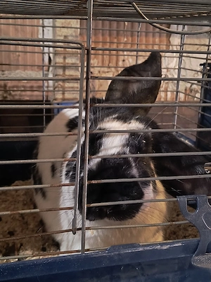 iepuri mascul femela - imagine 3