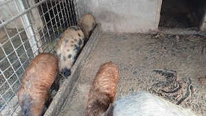 porci si soldani - imagine 3