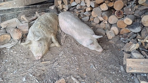 porci si soldani - imagine 2