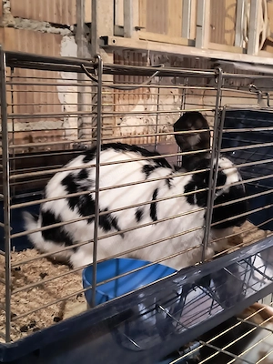 iepuri mascul femela - imagine 5