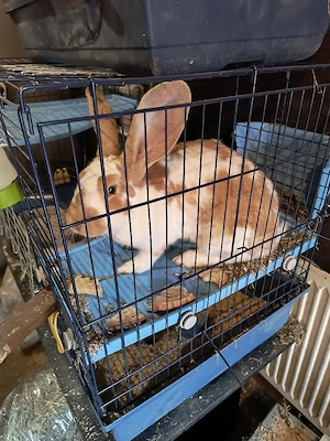 iepuri mascul femela - imagine 4