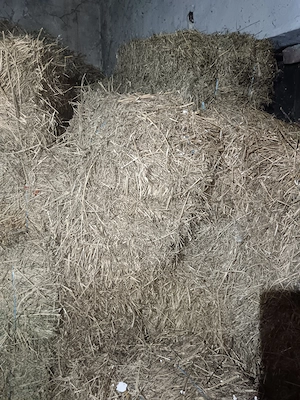 Baloți de lucernă de vânzare  - imagine 2