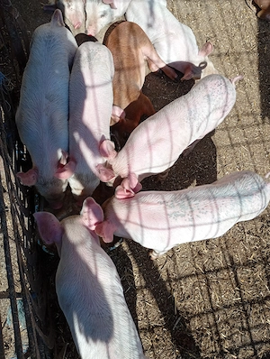 Purcei 10 săptămâni deparazitați și castrati