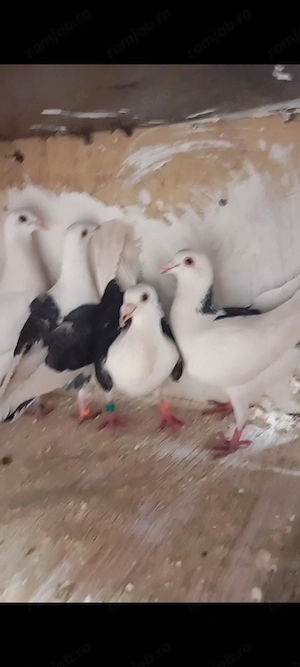 Dau porumbei la schimb pe alte animale 