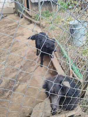 Catele de intors oilee - imagine 5