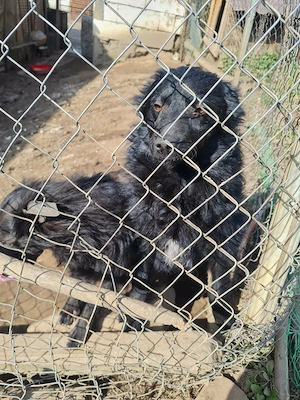 Catele de intors oilee - imagine 3