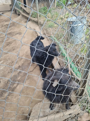 Catele de intors oilee - imagine 4