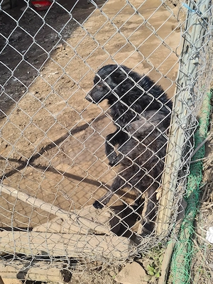 Catele de intors oilee - imagine 2