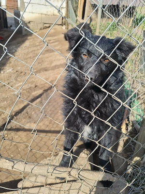 Catele de intors oilee