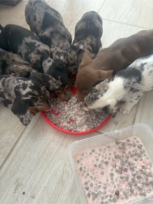 Pui de Teckel raritate