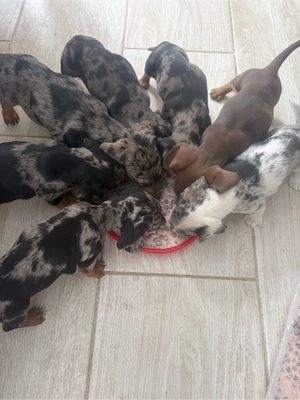 Pui de Teckel raritate - imagine 2