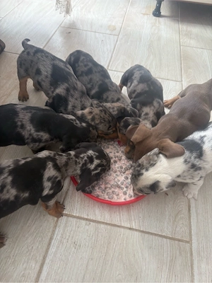 Pui de Teckel raritate - imagine 3