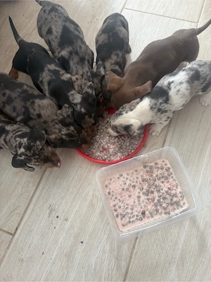 Pui de Teckel raritate - imagine 4