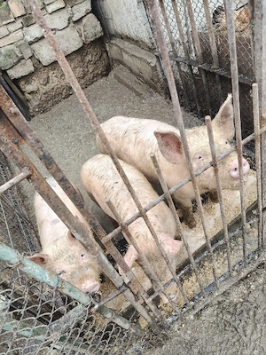 Porci landrace  - imagine 3