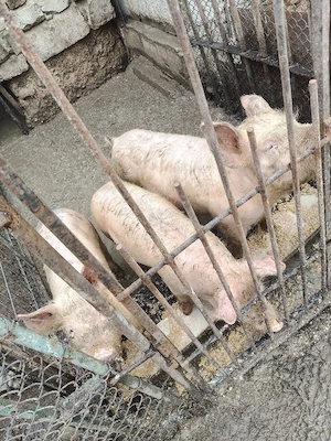 Porci landrace  - imagine 2