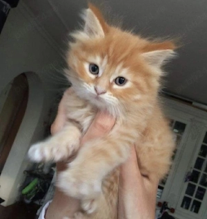 Siberiană de Pădure 