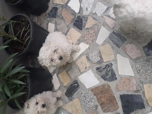 bichon malteze mini toy - imagine 2