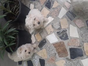 bichon malteze mini toy
