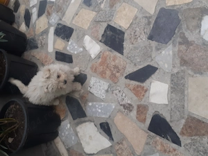 bichon malteze mini toy - imagine 3