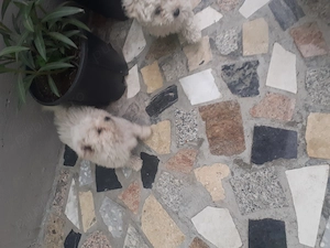 bichon malteze mini toy - imagine 4