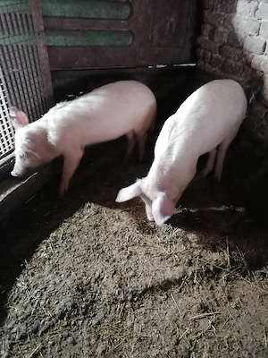 De vânzare o pereche de purcei 