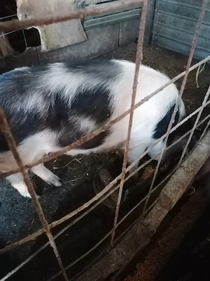 De vânzare cinci porci  - imagine 2