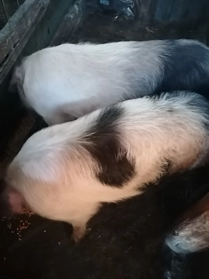 De vânzare cinci porci  - imagine 3