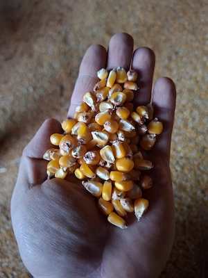 Vand porumb, triticale , floarea soarelui