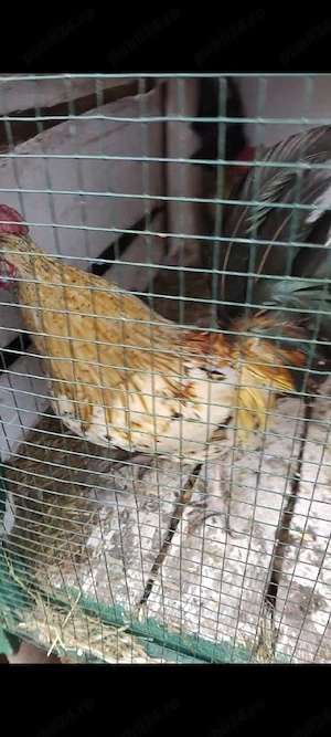 De vânzare americanii 