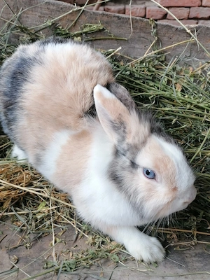 De vânzare patru iepuri 