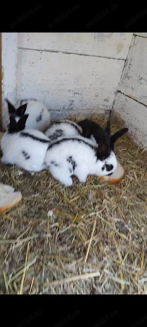 Am de vânzare iepuraș 