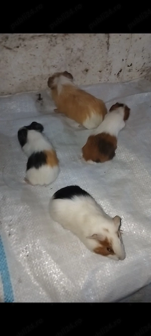 Am de vânzare porcușor de guineea 