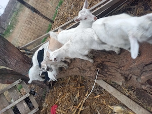 Iezi de vânzare pentru Paște