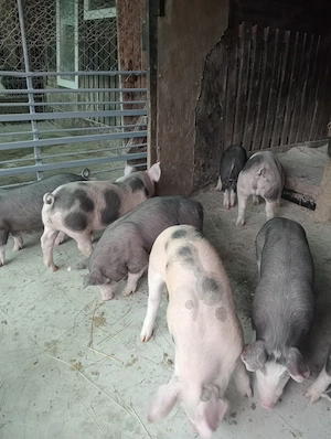 Purcei de vanzare - imagine 2