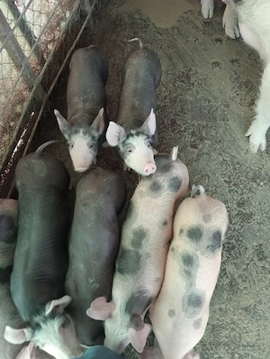 Purcei de vanzare - imagine 4