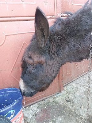 Magarita de vanzare! - imagine 3