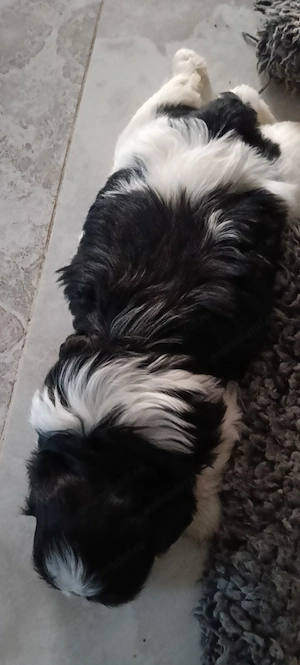 Copilașii ShiTzu     - imagine 5