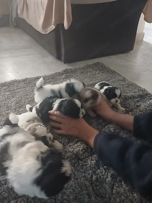 Copilașii ShiTzu     - imagine 3