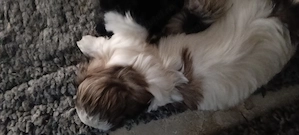 Copilașii ShiTzu     - imagine 4