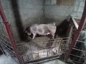 scroafe si vier  - imagine 2