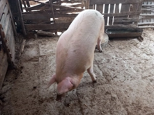 purcea de  vânzare  greutate..260 kg +