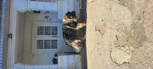 Ciobanesc Caucazian 3 ani