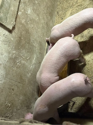 vând purcei  - imagine 2