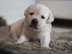Labrador Retriever 