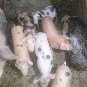 vand purcei  și șoldani  - imagine 2