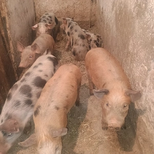 vand purcei  și șoldani  - imagine 5