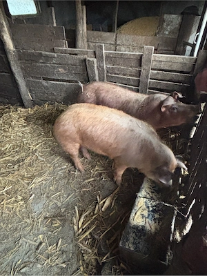 Purcelusi de rasa - imagine 3